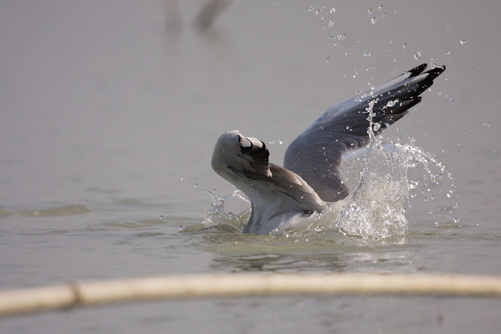 La pesca del gabbiano